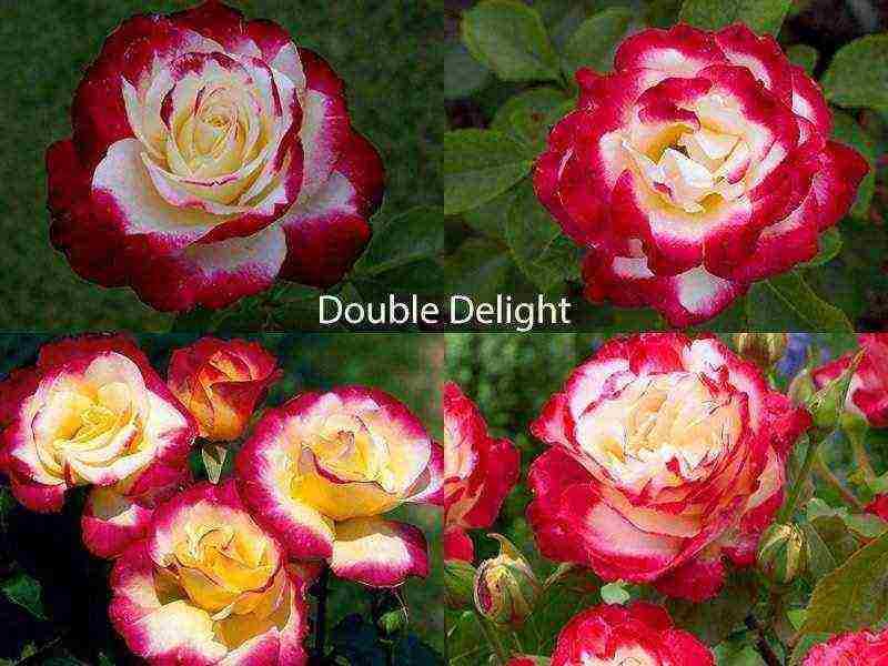 the best varieties of roses for