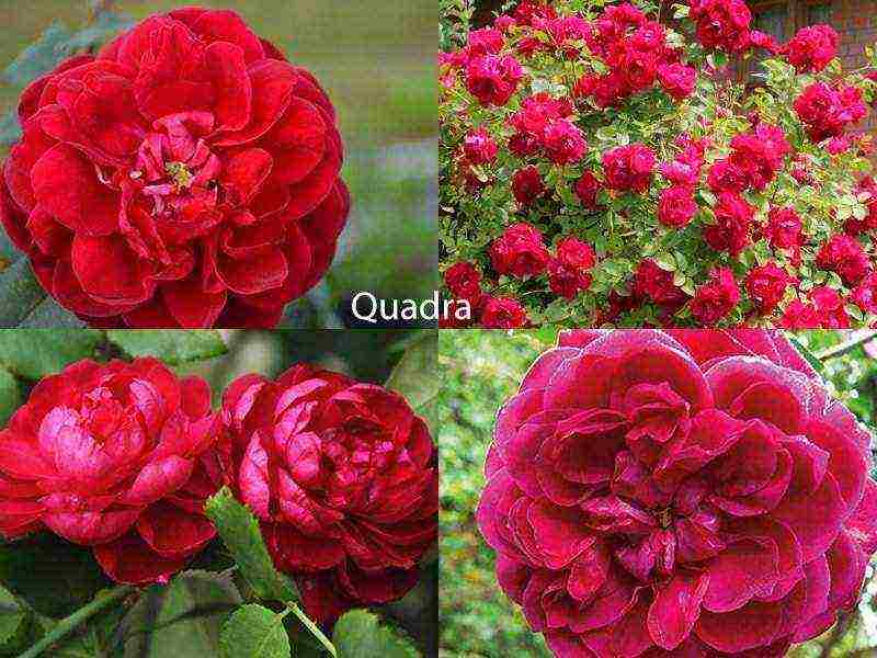 the best varieties of roses for