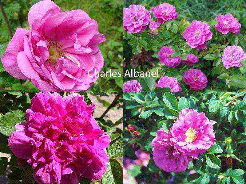 the best varieties of roses for