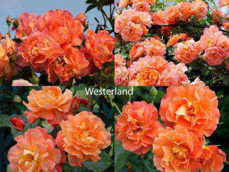 the best varieties of roses for