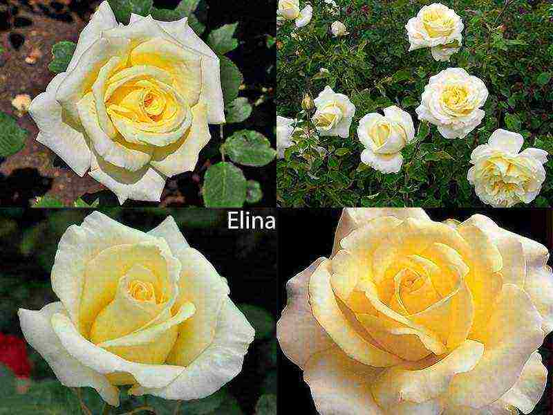 the best varieties of roses for