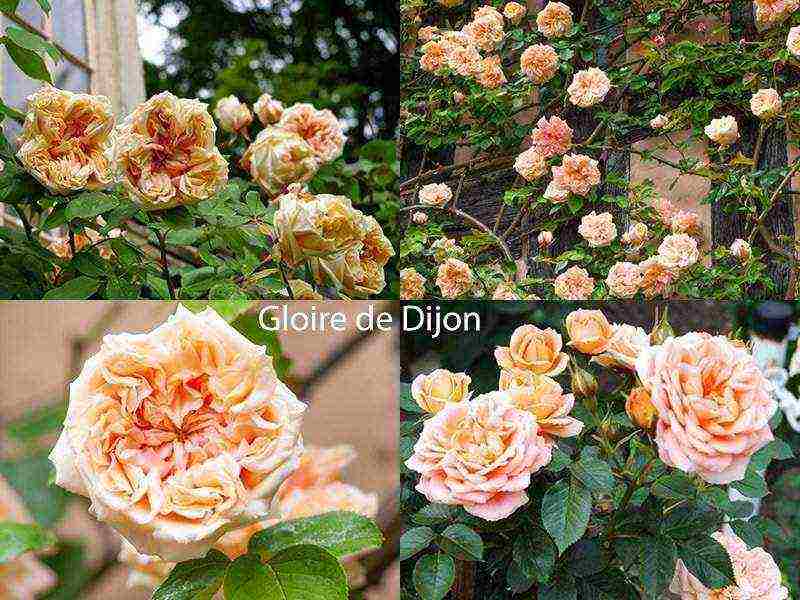 the best varieties of roses for