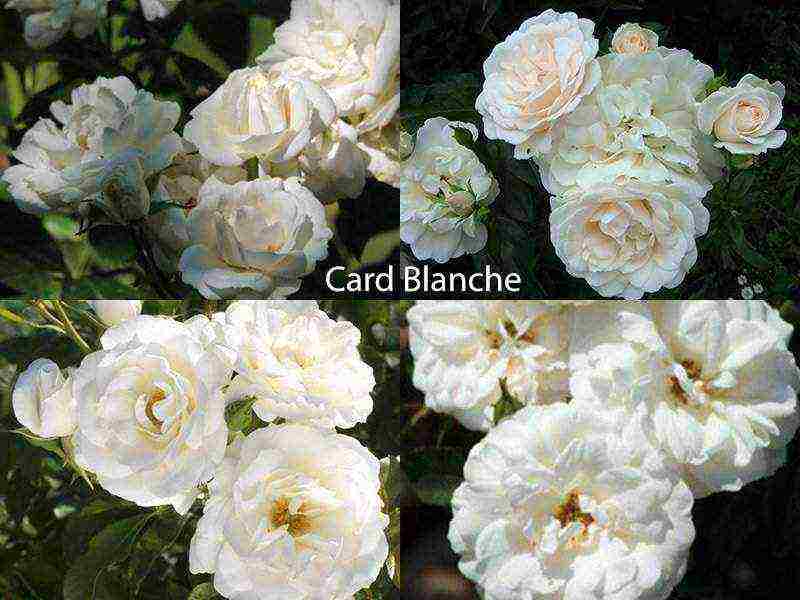 the best varieties of roses for