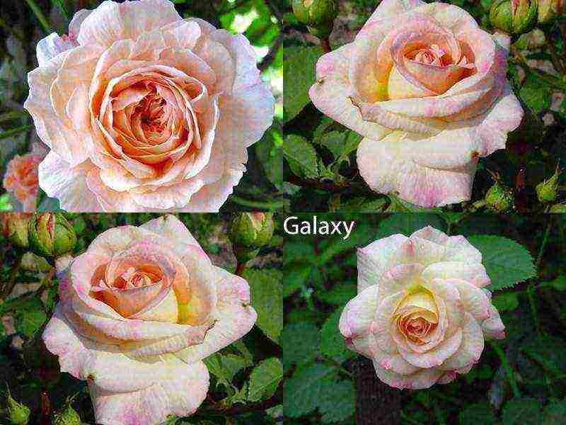 the best varieties of roses for