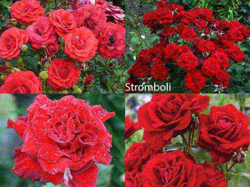 the best varieties of roses for