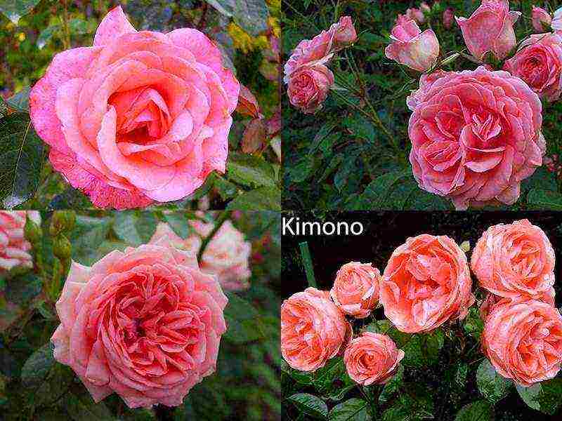 the best varieties of roses for