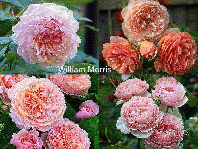 the best varieties of roses for