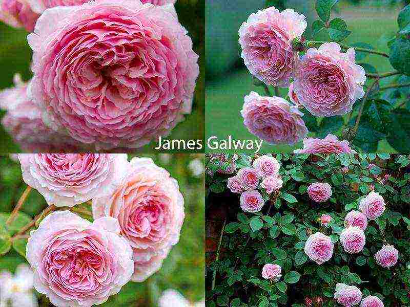 the best varieties of roses for