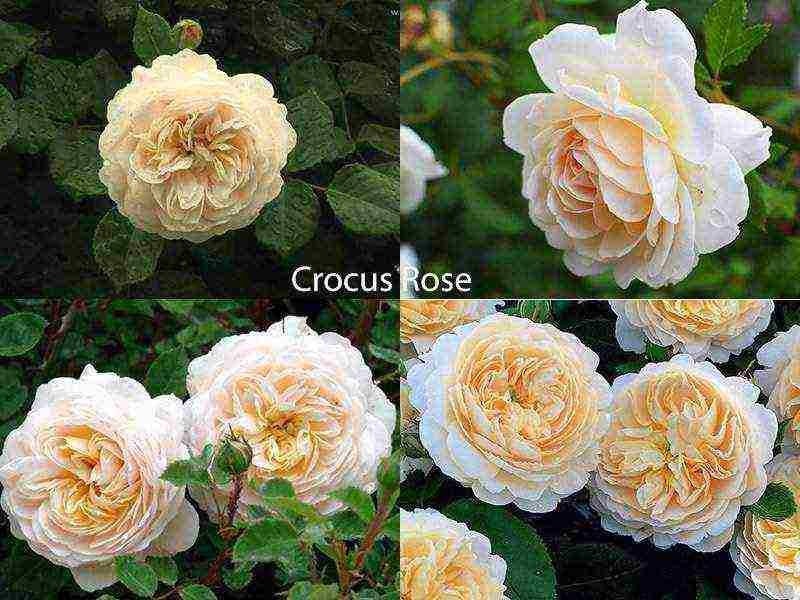 the best varieties of roses for