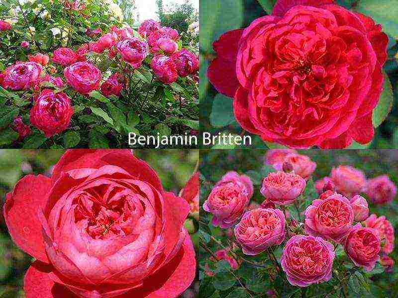 the best varieties of roses for