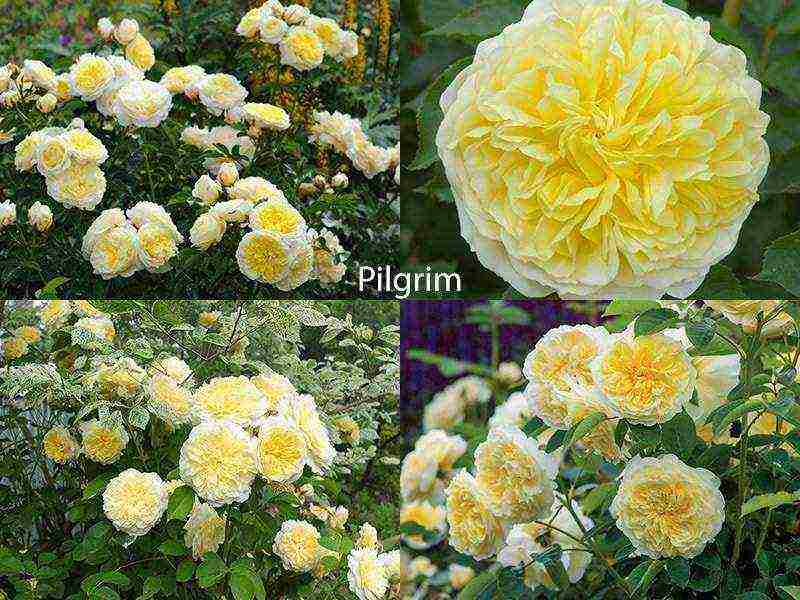 the best varieties of roses for