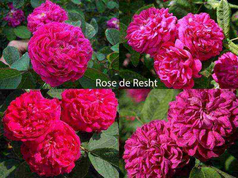 the best varieties of roses for