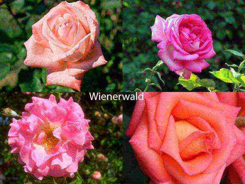 the best varieties of roses for