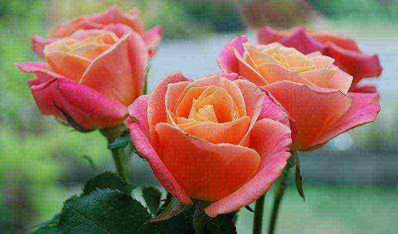 the best varieties of roses for