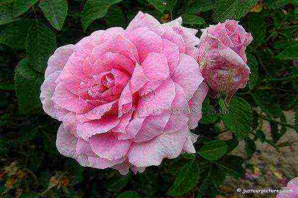 the best varieties of roses for