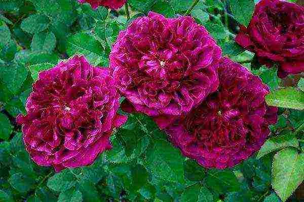 the best varieties of roses for