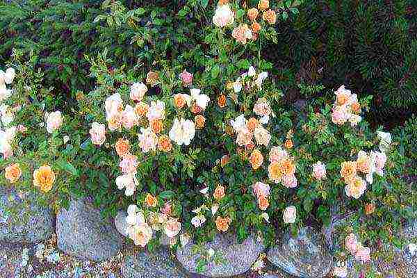 the best varieties of roses for