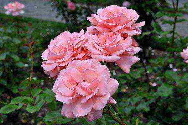 the best varieties of roses for