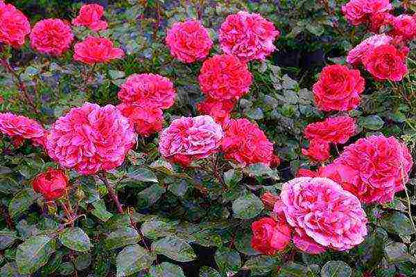 the best varieties of roses for