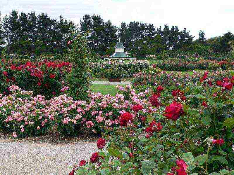 the best varieties of roses for