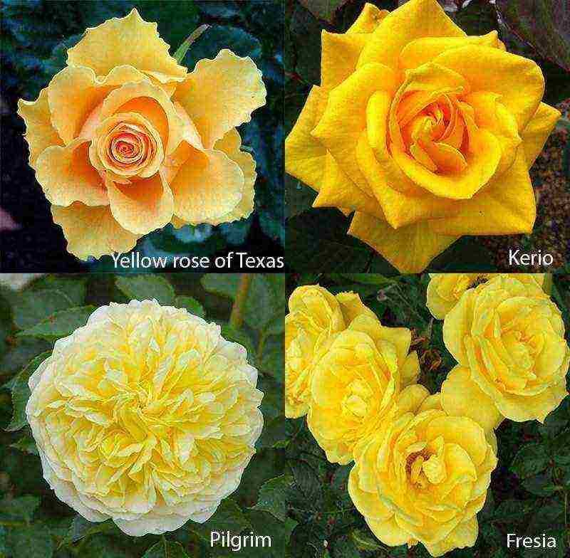 the best varieties of roses for