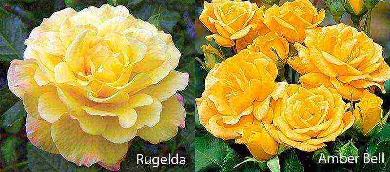 the best varieties of roses for