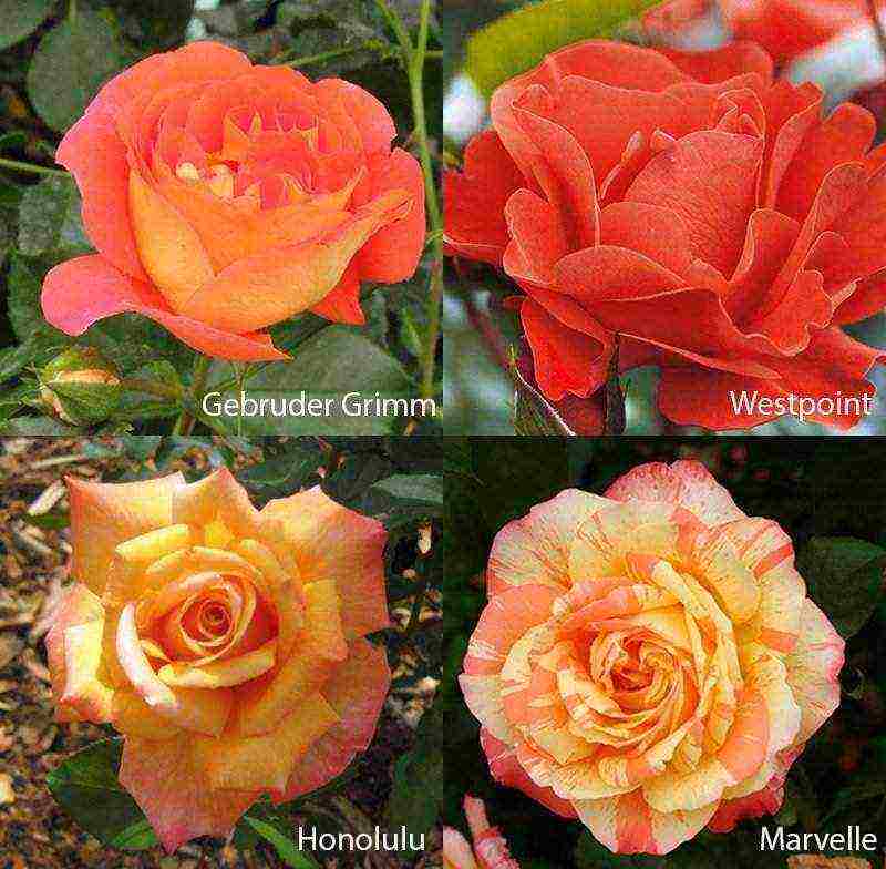 the best varieties of roses for