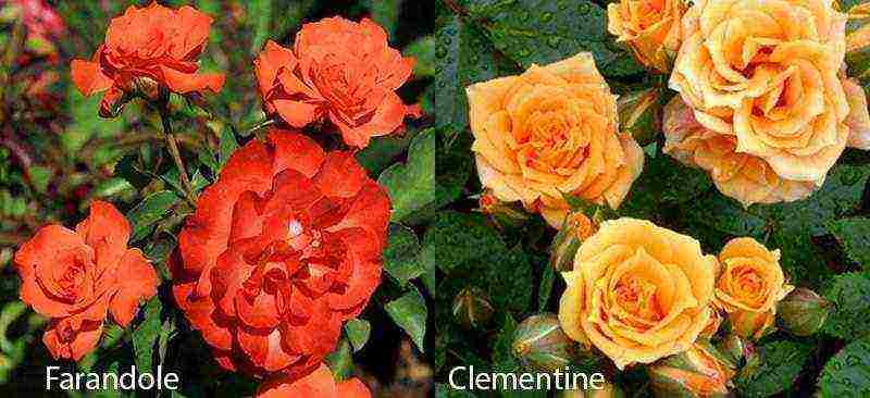 the best varieties of roses for