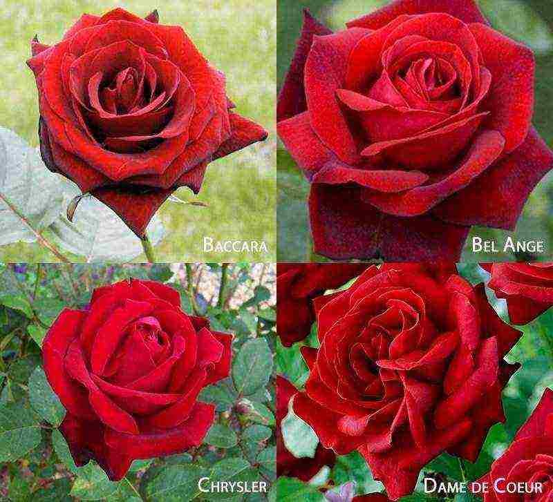 the best varieties of roses for