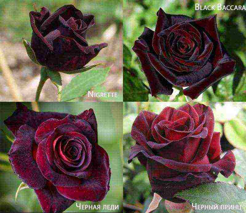 the best varieties of roses for