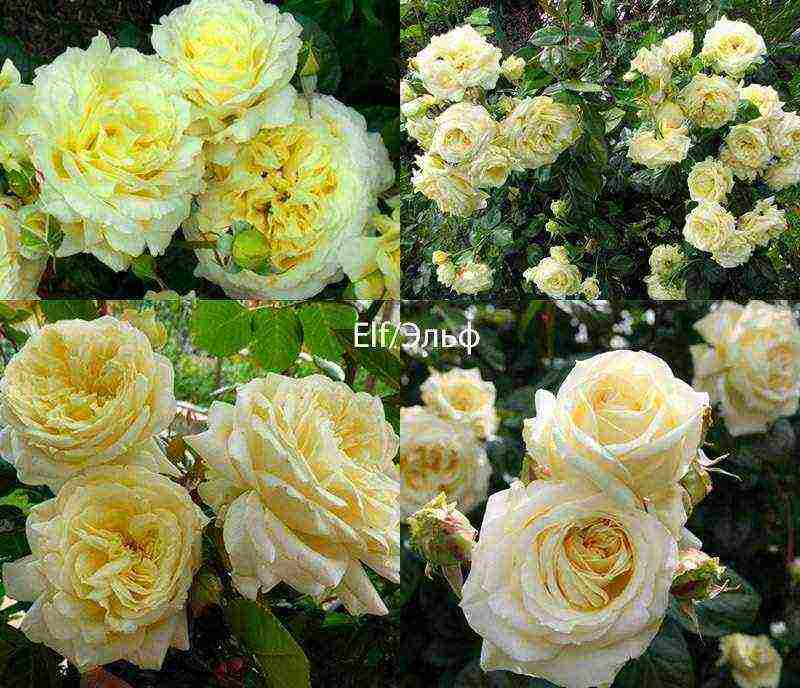 the best varieties of roses for