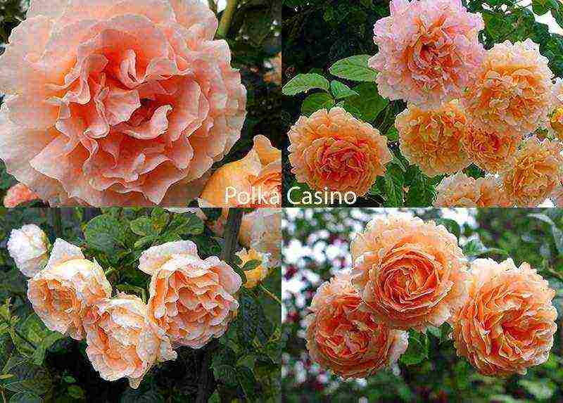 the best varieties of roses for