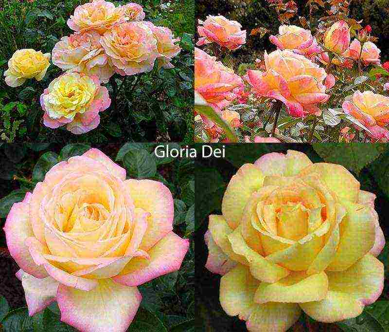 the best varieties of roses for