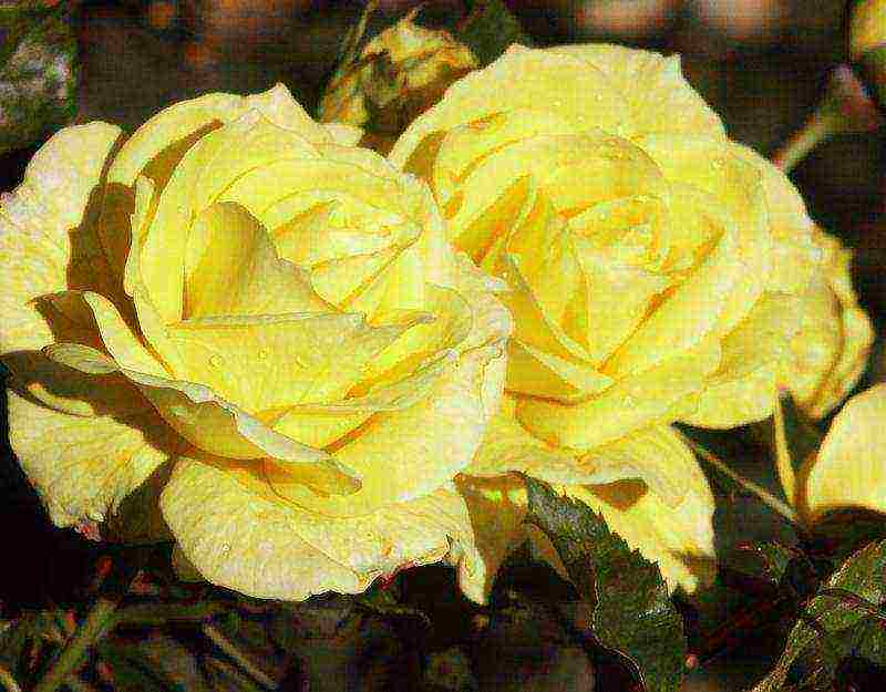 the best varieties of floribunda roses