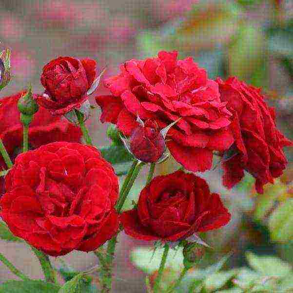 ang pinakamahusay na mga pagkakaiba-iba ng floribunda roses