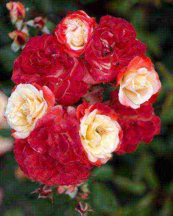 the best varieties of floribunda roses