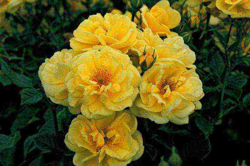 the best varieties of floribunda roses