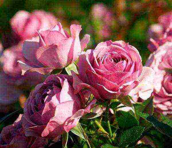 the best varieties of floribunda roses