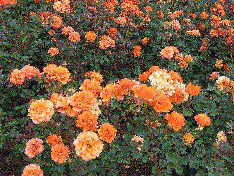 the best varieties of floribunda roses