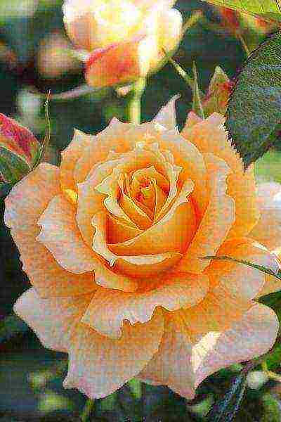 the best varieties of floribunda roses