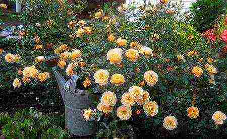 the best varieties of floribunda roses