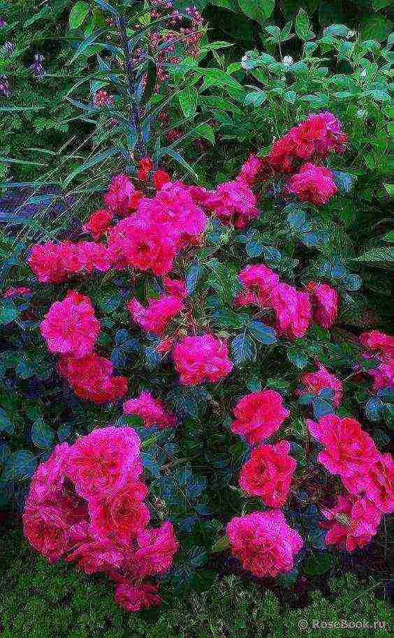 the best varieties of floribunda roses
