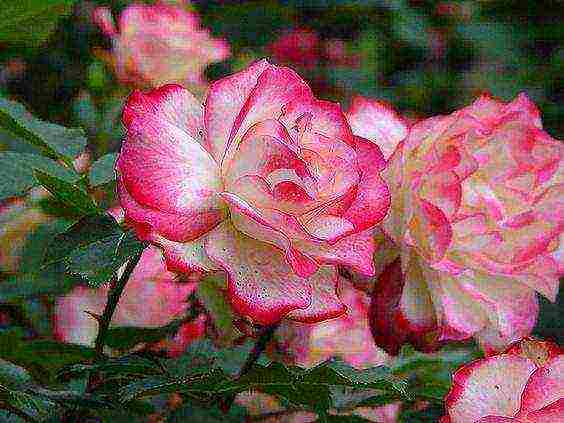 the best varieties of floribunda roses