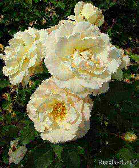 the best varieties of floribunda roses