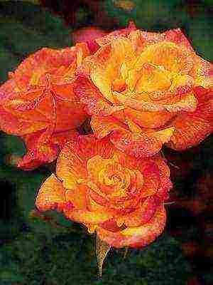 the best varieties of floribunda roses