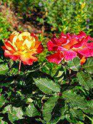 the best varieties of floribunda roses