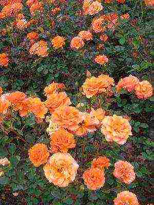 the best varieties of floribunda roses