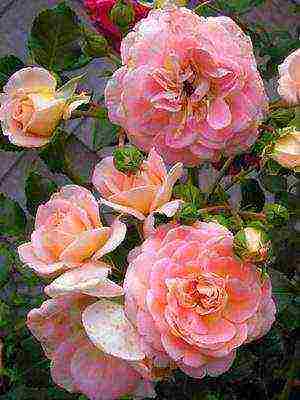 the best varieties of floribunda roses