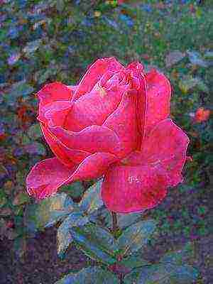 the best varieties of floribunda roses