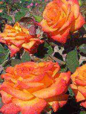 the best varieties of floribunda roses